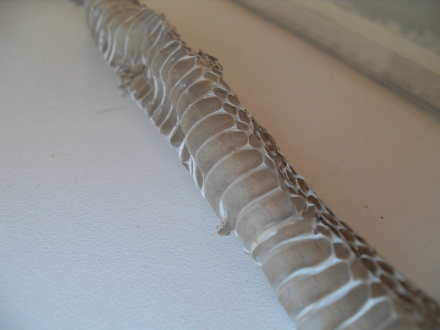 Muta (di biacco vero?)